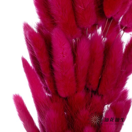 干花 | 兔尾草玫红 商品图3