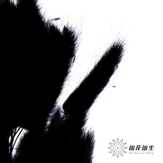 干花 | 兔尾草黑 商品图3