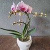 蝴蝶兰（带盆） 商品缩略图2