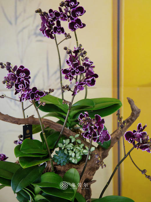 JT吉祥平安 商品图1