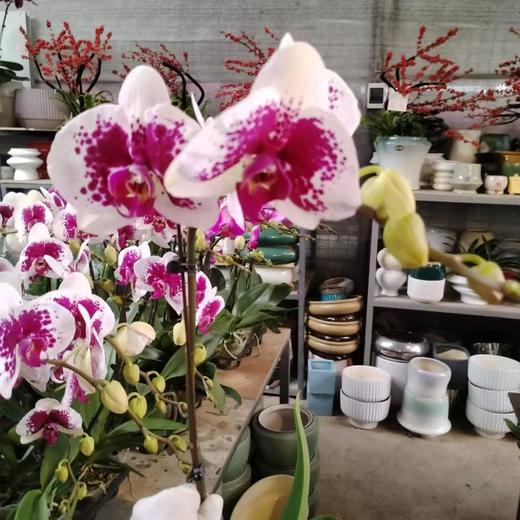 蝴蝶兰大花   1株 商品图2