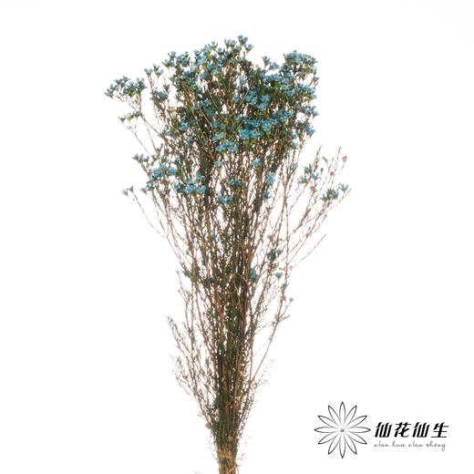 配花 | 平头腊梅雨墨蓝 商品图1