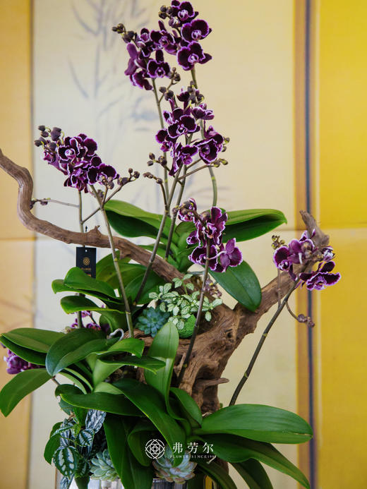 JT吉祥平安 商品图4