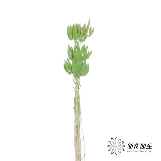 干花 | 兔尾草果绿 商品图2