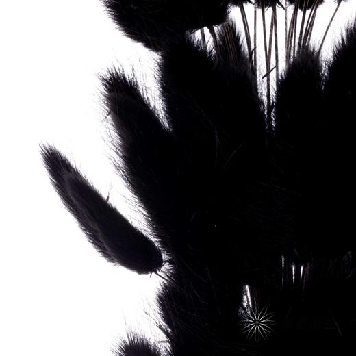 干花 | 兔尾草黑 商品图1