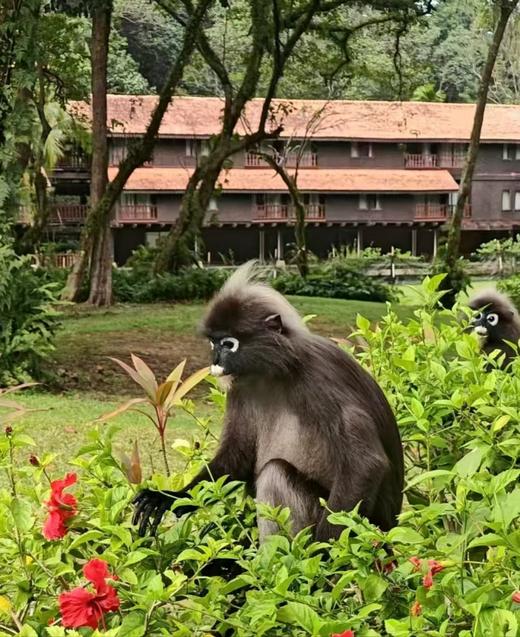 618大促 | Club Med 珍拉丁湾度假村 3晚起订（所有价格和房态以客服二次确认为准） 商品图3
