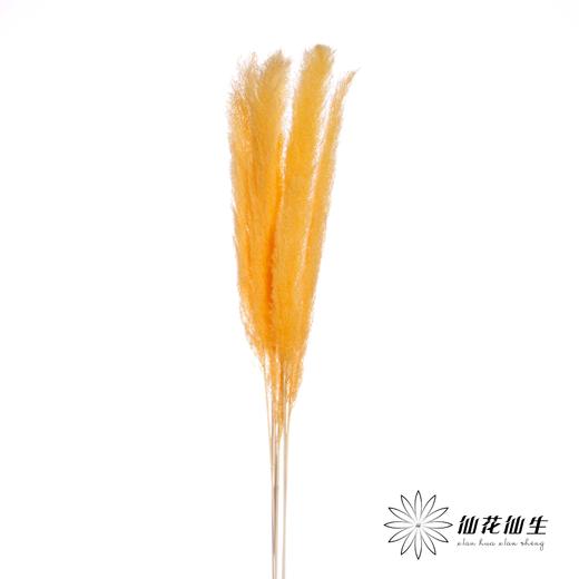 干花 | 大芦苇橘 商品图2