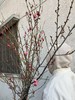同城甄选精品花材梅花鲜切枝条一扎 商品缩略图7