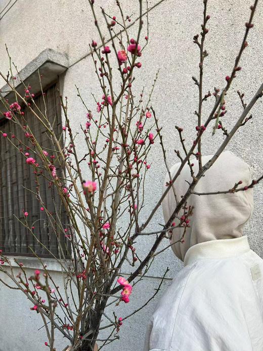 同城甄选精品花材梅花鲜切枝条一扎 商品图7