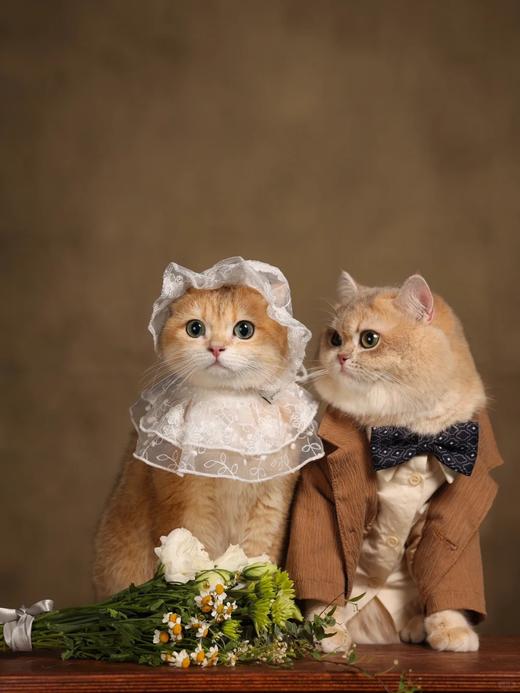 宠物摄影AI（只需提供你家的宠物正脸照片）商业级AI摄影 商品图1