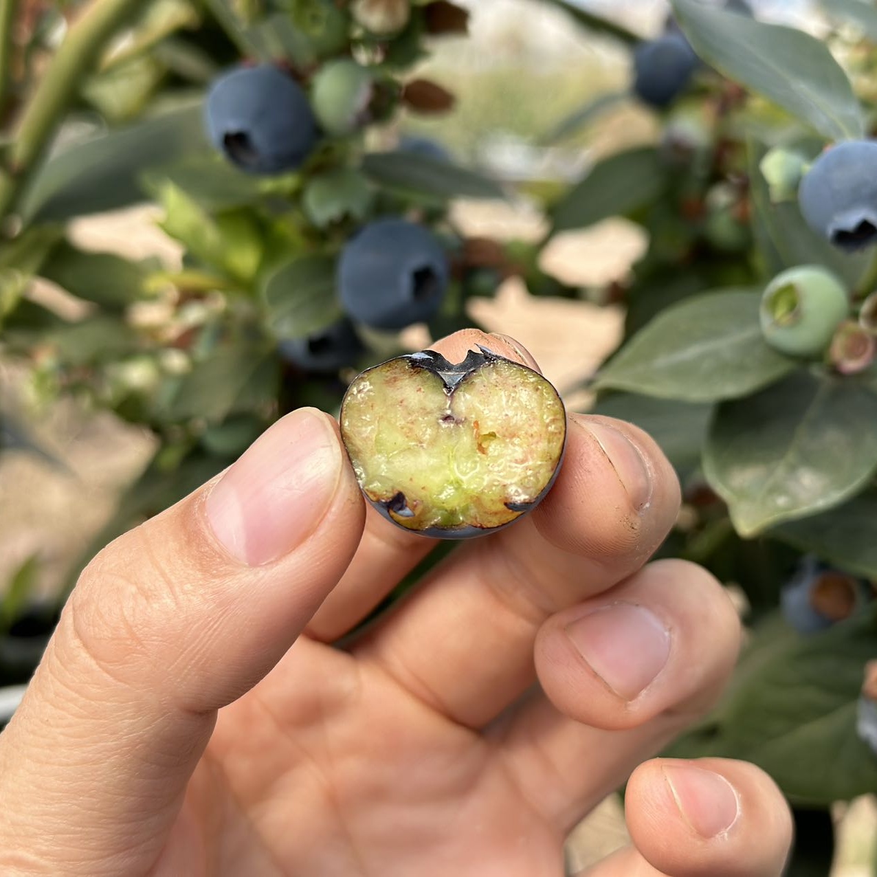 价格再下调！巅峰期4月下架！！【好吃🫐自带花香果香的蓝莓】云南高海拔抚仙湖湖边蓝莓 脆甜大粒 顺丰空运【生鲜发出不支持退改转寄拦截，生鲜24小时内售后】