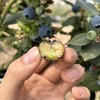 价格再下调！巅峰期4月下架！！【好吃🫐自带花香果香的蓝莓】云南高海拔抚仙湖湖边蓝莓 脆甜大粒 顺丰空运【生鲜发出不支持退改转寄拦截，生鲜24小时内售后】 商品缩略图0