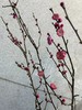 同城甄选精品花材梅花鲜切枝条一扎 商品缩略图9