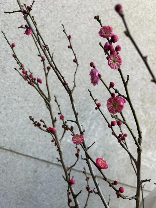 同城甄选精品花材梅花鲜切枝条一扎 商品图9