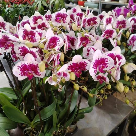 蝴蝶兰中花     1株 商品图3