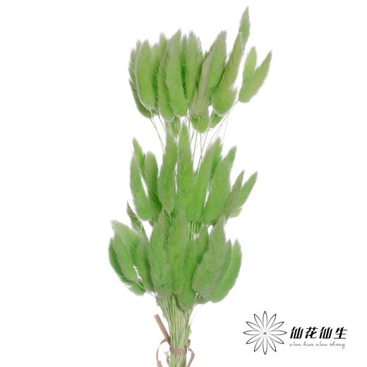 干花 | 兔尾草果绿 商品图0
