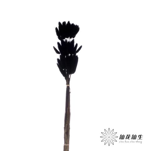 干花 | 兔尾草黑 商品图2