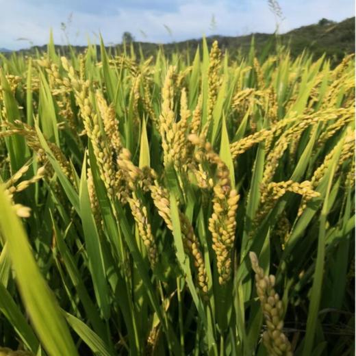 信阳鸡公山自然生态 黄金晴胚芽大米10斤 商品图2