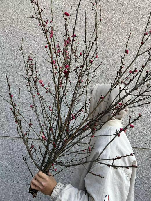 同城甄选精品花材梅花鲜切枝条一扎 商品图13