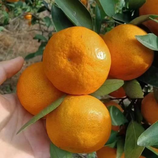 甜果源源 涌泉蜜桔柑橘新鲜水果年货节 商品图0