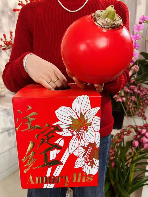 秘鲁进口巨型腊球朱顶红包邮 商品图0