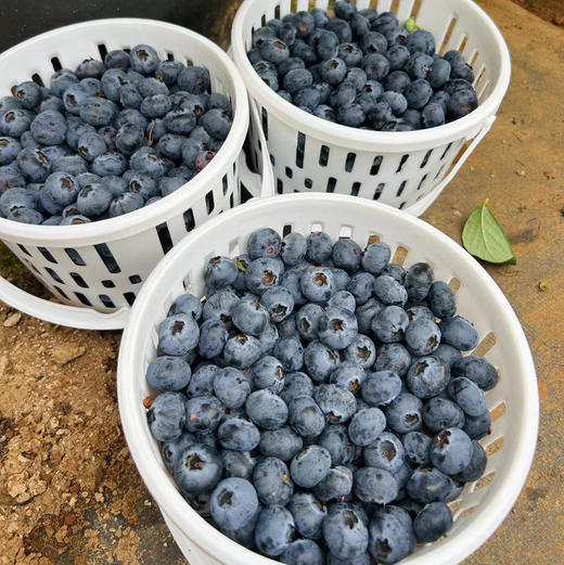 【下单后48小时发货】云南 高山花香蓝莓125g*6盒 商品图4