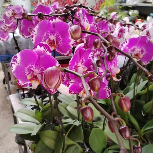 蝴蝶兰大花   1株 商品图3