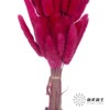 干花 | 兔尾草玫红 商品缩略图2