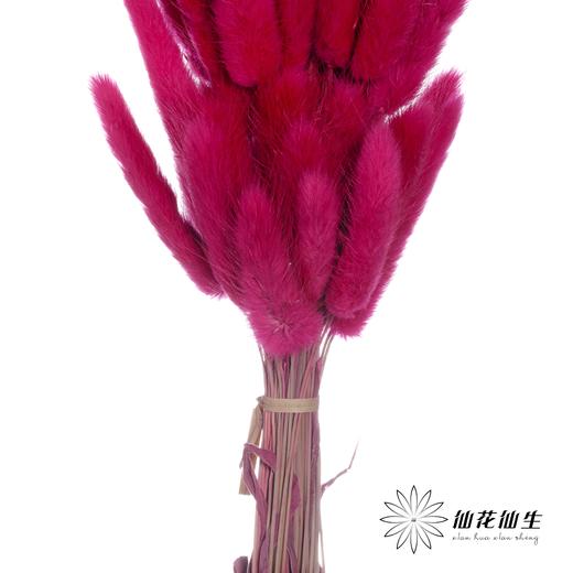 干花 | 兔尾草玫红 商品图2