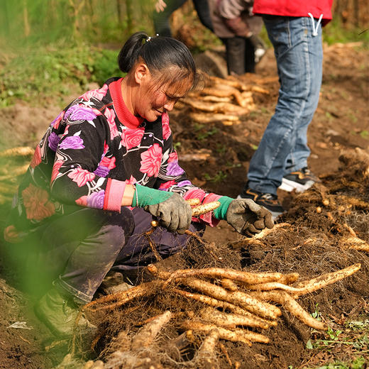 【云端上的有机雪山山药】冰激凌般软糯香软 连续年通过8年有机认证 生长在雅安宝兴2300米海拔的夹金山上 商品图7