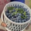 价格再下调！巅峰期4月下架！！【好吃🫐自带花香果香的蓝莓】云南高海拔抚仙湖湖边蓝莓 脆甜大粒 顺丰空运【生鲜发出不支持退改转寄拦截，生鲜24小时内售后】 商品缩略图2