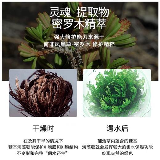 北京协和八韵草密罗木面膜 商品图5