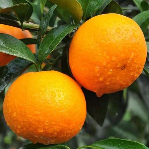 甜果源源 广西沃柑【精品果】高品质橘子 商品图2