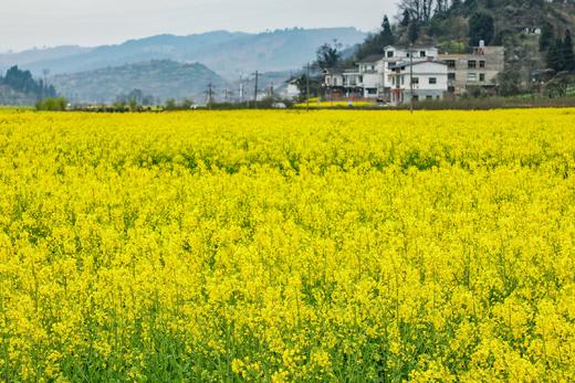 3.25确定出发【贵州】平坝樱花—普定桃花岛—金海雪山4天摄影<特惠> 商品图10