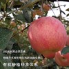 陕西兴皇有机红富士苹果 10斤装（含箱） 商品缩略图2