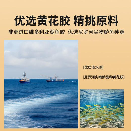【正宗同仁堂品牌】北京同仁堂 黄花胶/100克（80-120头 /500克）优选黄花胶 精挑原料 SY 商品图5