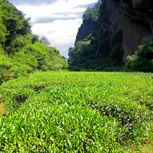 中茶茗悦系列·金骏眉红茶礼盒90g 商品图2