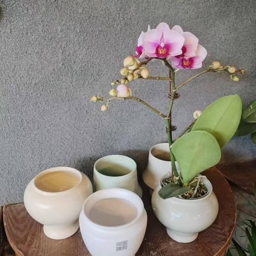 蝴蝶兰（带盆） 商品图3