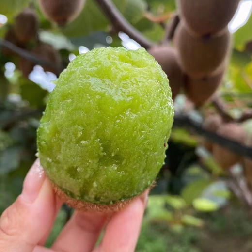 【分仓直发包邮】陕西徐香猕猴桃24枚（大果，单果90-110g） 商品图0