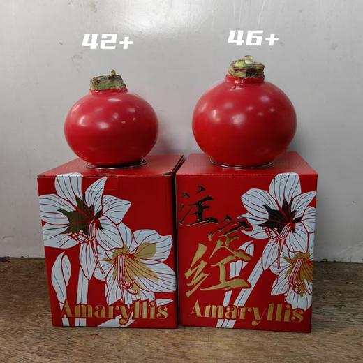 秘鲁进口巨型腊球朱顶红包邮 商品图7