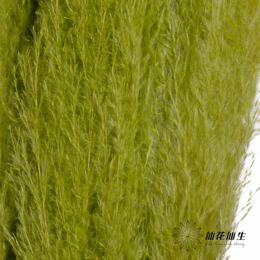 干花 | 大芦苇果绿 商品图3