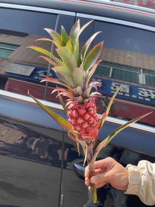 甄选台湾凤梨菠萝旺来花 商品图2