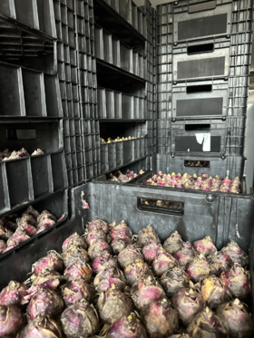  【新品官宣】抢先发！风信子即将上线 