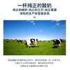 【新疆小白罐-原味酸奶 /无糖酸奶】原味0添加，来自天山的纯净奶源，喝出儿时味 商品缩略图8