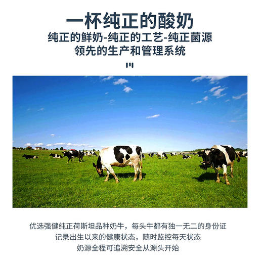 【新疆小白罐-原味酸奶 /无糖酸奶】原味0添加，来自天山的纯净奶源，喝出儿时味 商品图8