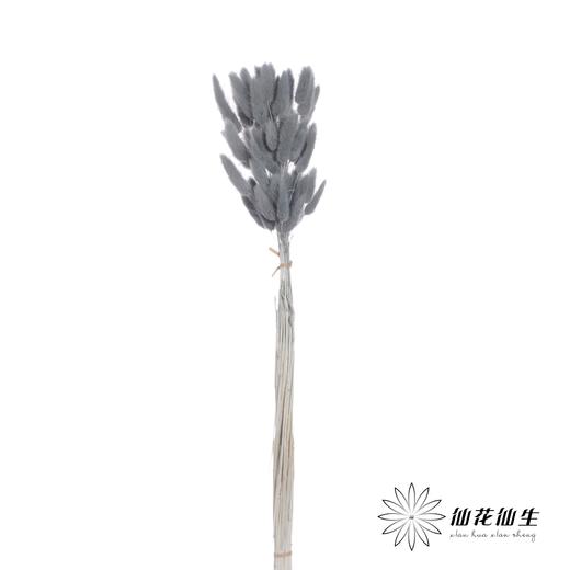 干花 | 兔尾草灰蓝 商品图2