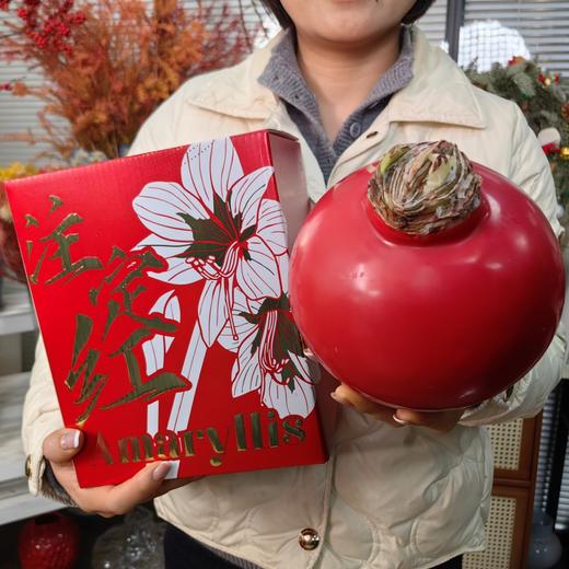 秘鲁进口巨型腊球朱顶红包邮 商品图12