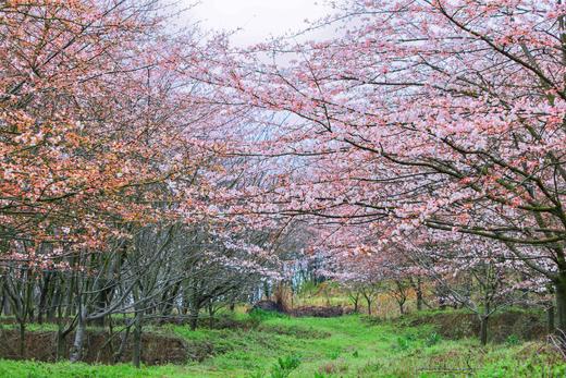 3.25确定出发【贵州】平坝樱花—普定桃花岛—金海雪山4天摄影<特惠> 商品图7