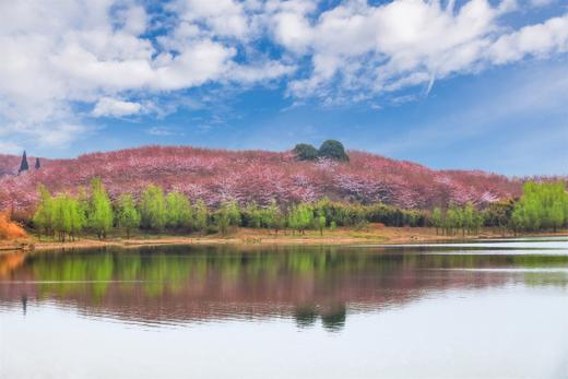 3.25确定出发【贵州】平坝樱花—普定桃花岛—金海雪山4天摄影<特惠> 商品图5