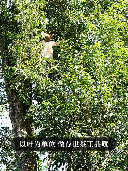 最后2提【班章王单株】一箱内含5饼*100g！ 2024年头春头采近千年树龄高杆单株，与老班章同一山脉，古寨春独享资源；全球限量100箱 商品图2